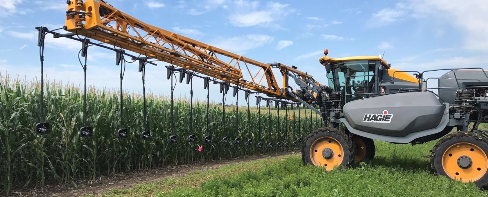 Hagie With Undercovers